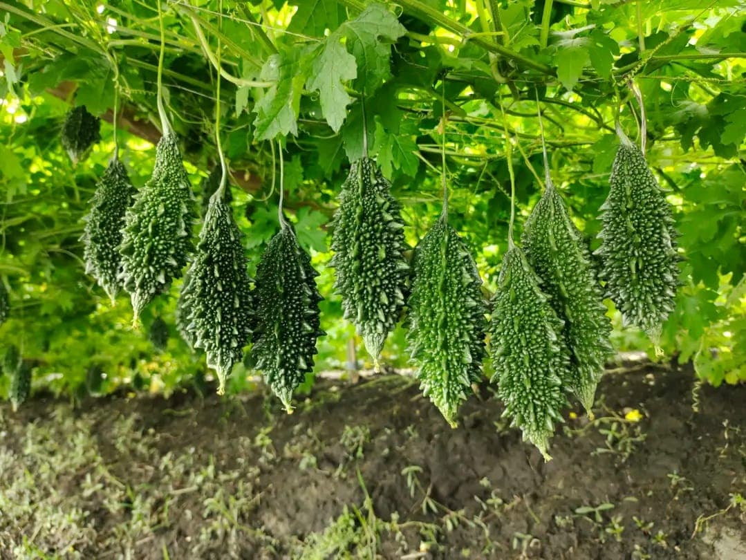 Zero Seeds Korola Bitter Gourd