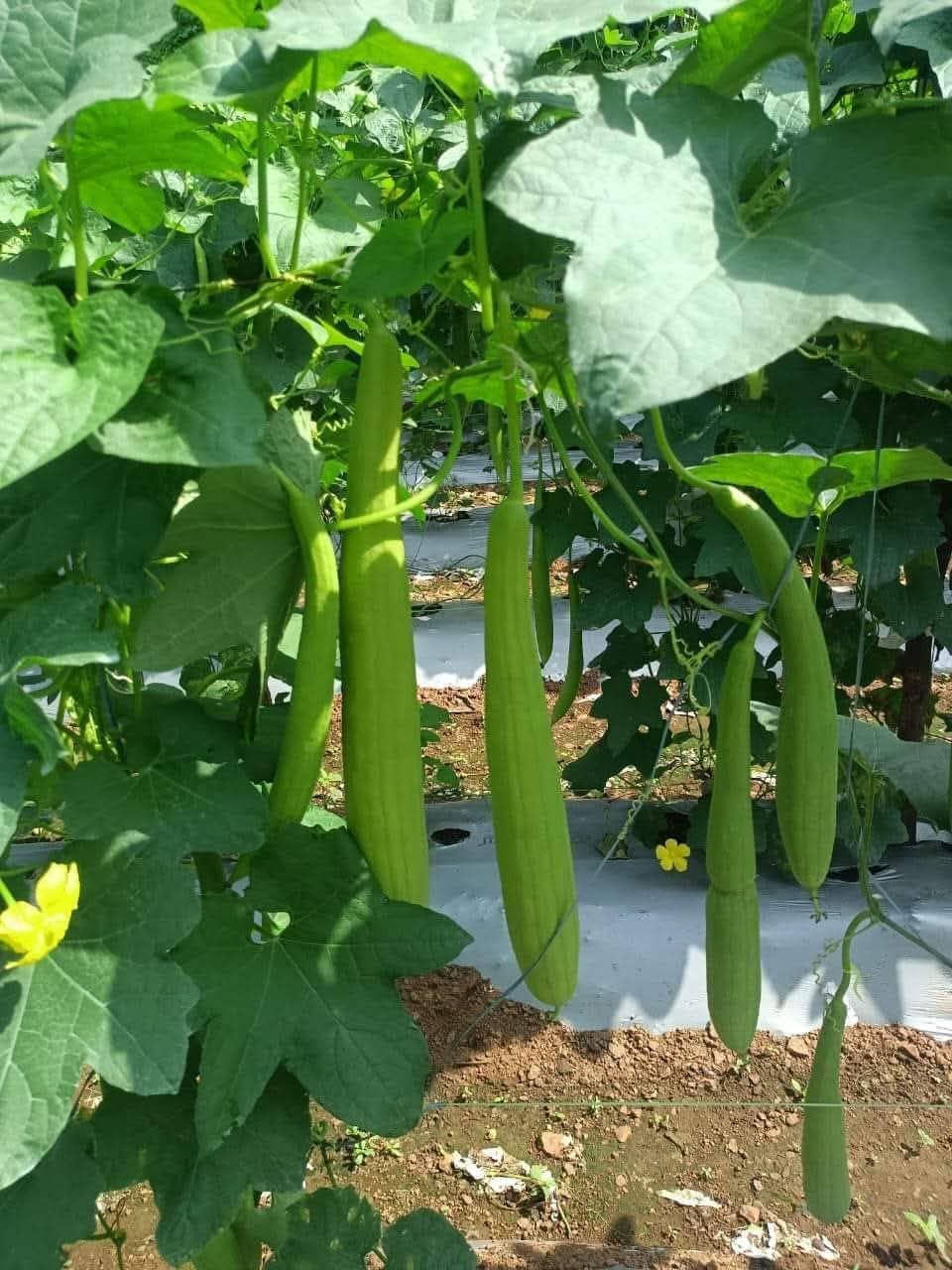 Zero Seeds Toroi Crop