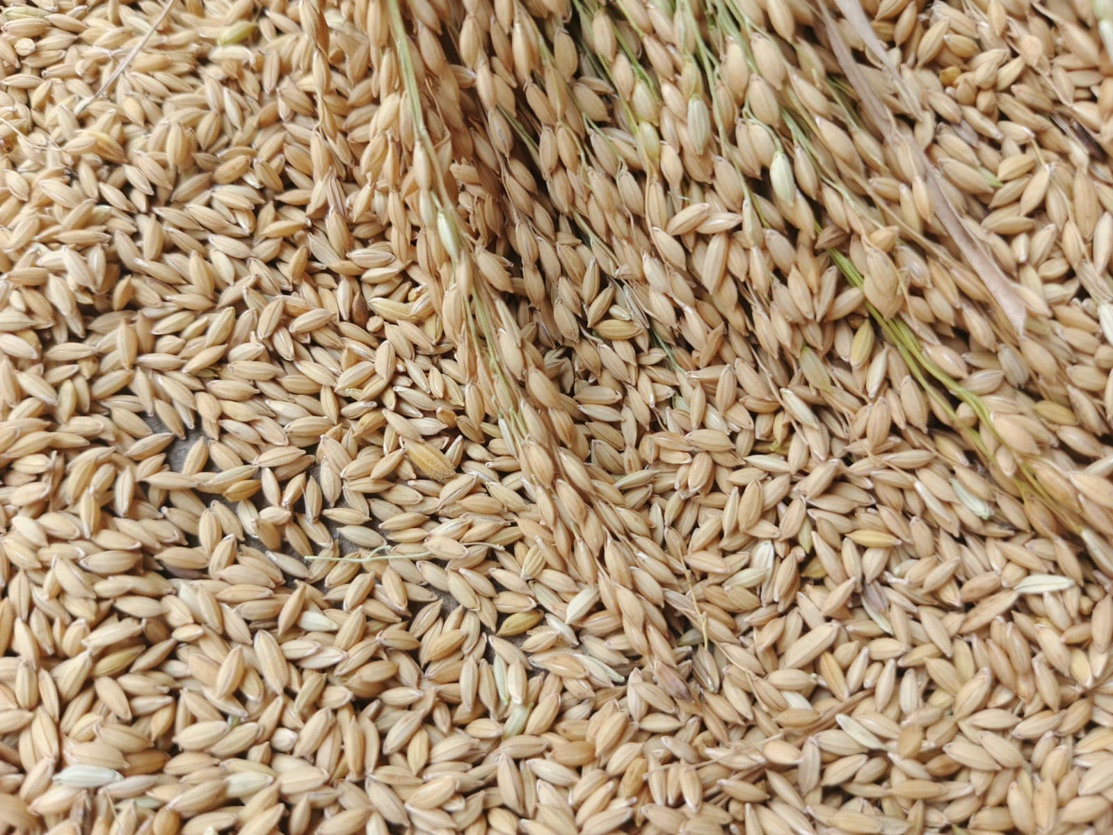 Rice - ধান