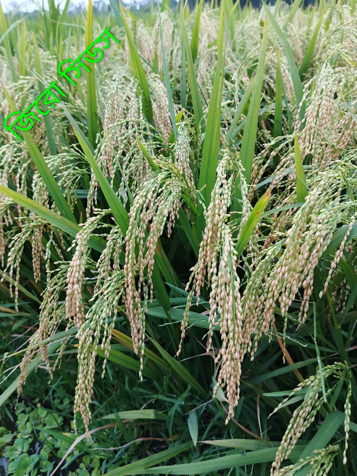 Rice ছবি 3