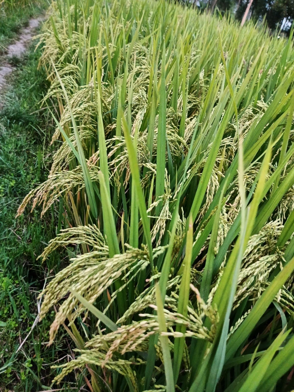 Rice ছবি 4