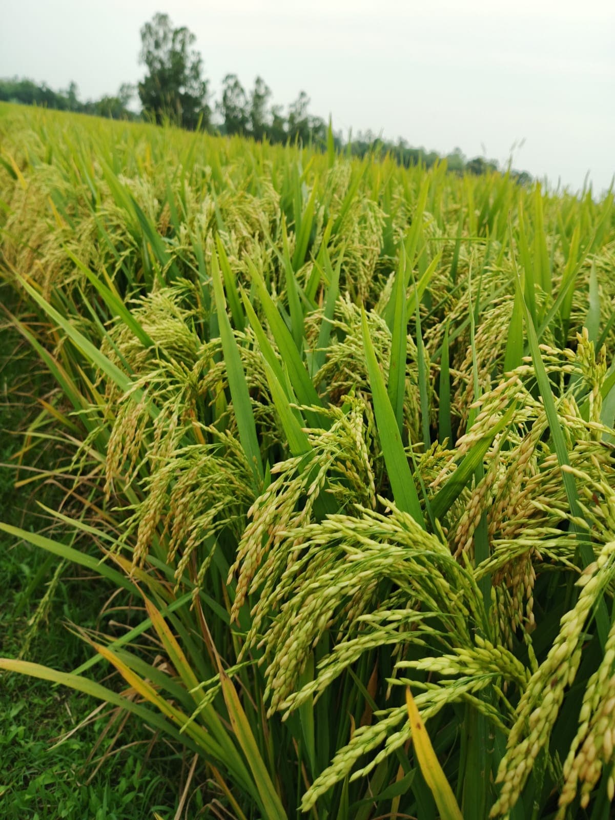 Rice ছবি 5